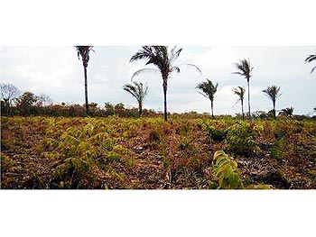 Área Rural em leilão - Área rural, s/n - Carolina/MA - Banco Bradesco S/A | Z14065