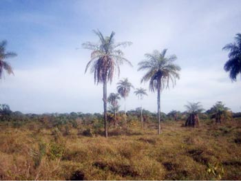 Área Rural em leilão - Fazenda Campos Verdes, s/n - Água Azul do Norte/PA - Banco Bradesco S/A | Z16006LOTE014