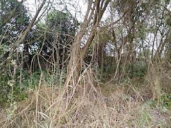 Terreno em leilão - Rua Idalizio Gabriel, s/n - Cacapava/SP - Banco Santander Brasil S/A | Z25082