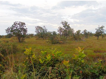 Área Rural em leilão - Fazenda Araguaia do Norte, s/nº - Barra do Garças/MT - Tribunal de Justiça do Estado de São Paulo | Z27949