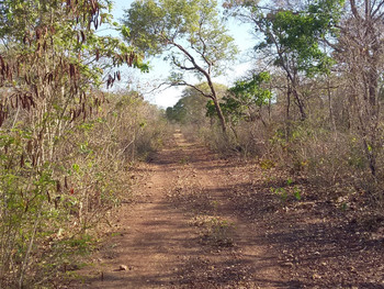 Área Rural e Terrenos em leilão - Fazenda Caraíbas, s/nº - Formosa do Rio Preto/BA - Bunge | Z31990LOTE001