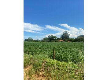 Área Rural e Terrenos em leilão - Fazenda Anhuminhas, s/nº - Maracaí/SP - Tribunal de Justiça do Estado de São Paulo | Z32424LOTE001