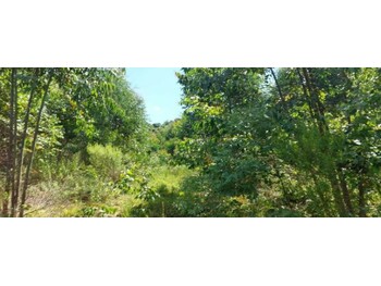 Área Rural e Terrenos em leilão - Rua Rs-132, S/n - Vila Maria/RS - Rodobens Administradora de Consórcios Ltda | Z33577