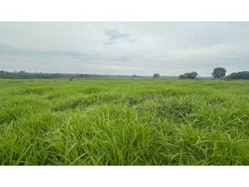 Área Rural e Terrenos em leilão - Estrada Vicinal , s/n° - Nova Bandeirantes/MT - Banco Bradesco S/A | Z34040