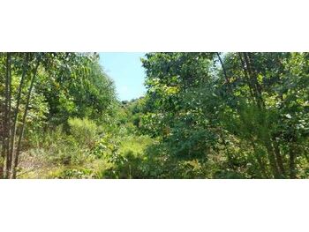 Área Rural em leilão - Rua Rs-132, s/nº - Vila Maria/RS - Rodobens Administradora de Consórcios Ltda | Z34793