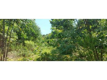 Área Rural em leilão - Rua Rs-132, S/n - Vila Maria/RS - Rodobens Administradora de Consórcios Ltda | Z35250