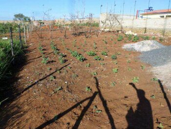 Terreno em leilão - Avenida Brigadeiro Eduardo Gomes, s/nº - Alexânia/GO - BRB - BANCO DE BRASÍLIA S.A | Z35530