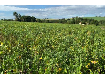 Área Rural em leilão - Estrada Municipal, s/nº - Maracaí/SP - Banco Bradesco S/A | Z35739