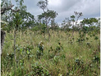 Área Rural em leilão - Estrada Municipal, s/nº - Darcinópolis/TO - Banco Bradesco S/A | Z35739