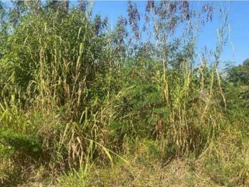 Terrenos e Lotes em leilão - Rua Brasílio Ferraz, s/n - Capivari/SP - Tribunal de Justiça do Estado de São Paulo | Z35721