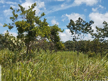Terrenos e Lotes em leilão - Rua Paraná, s/nº - Luiziânia/GO - CNP Seguradora | Z36276
