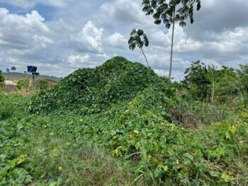 Terrenos e Lotes em leilão - Rua B Dezenove, s/n - Altamira/PA - Embracon | Z36566