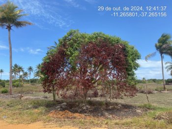  em leilão - Rodovia Camilo Calazans de Magalhães (Estrada do Abais), s/n - Itaporanga d'Ajuda/SE - CNP Seguradora | Z37056