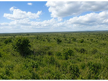 Área Rural e Terrenos em leilão - Zona Rural, s/n - Gaúcha do Norte/MT - Tribunal de Justiça do Estado de São Paulo | Z37313