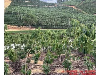 Imóvel rural em leilão em Rio Bananal