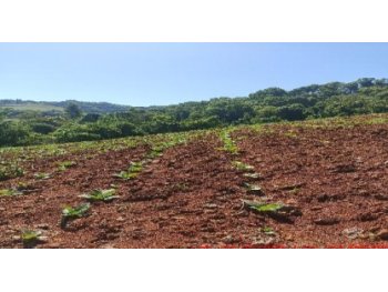  em leilão - Estrada Municipal, s/nº - Mondaí/SC - Banco Bradesco S/A | Z37620